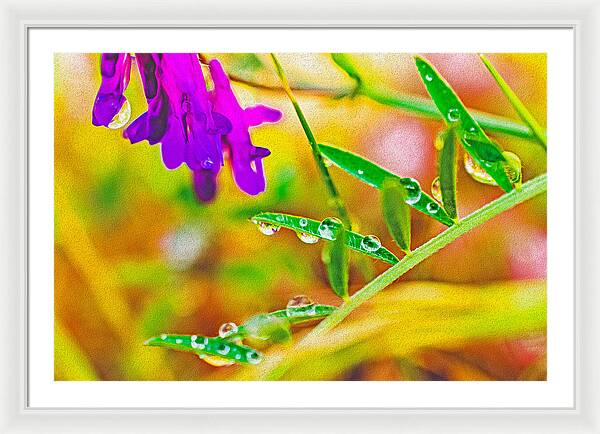 Water Drops on Flowers and Their Tiny Leaves - Framed Print