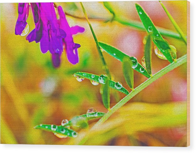 Water Drops on Flowers and Their Tiny Leaves - Wood Print