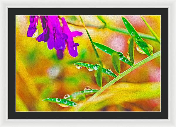 Water Drops on Flowers and Their Tiny Leaves - Framed Print
