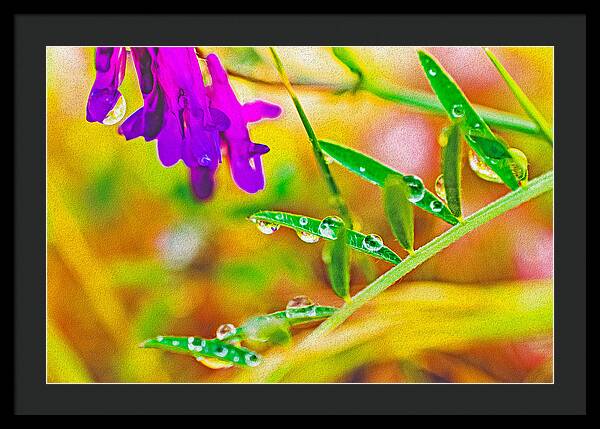 Water Drops on Flowers and Their Tiny Leaves - Framed Print
