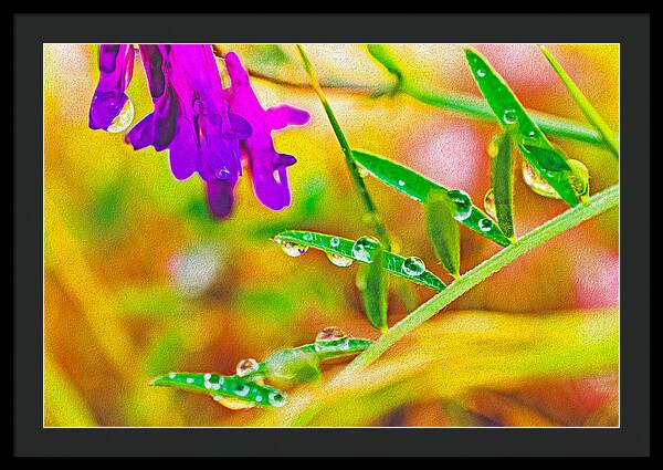 Water Drops on Flowers and Their Tiny Leaves - Framed Print