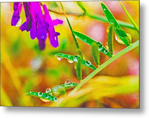 Water Drops on Flowers and Their Tiny Leaves - Metal Print