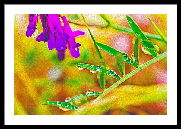 Water Drops on Flowers and Their Tiny Leaves - Framed Print