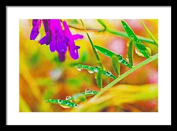 Water Drops on Flowers and Their Tiny Leaves - Framed Print