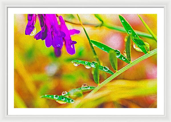 Water Drops on Flowers and Their Tiny Leaves - Framed Print