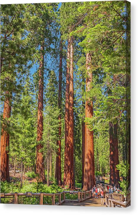 Wonderful and Magical Time at Mariposa Grove Giant Sequoias - Canvas Print