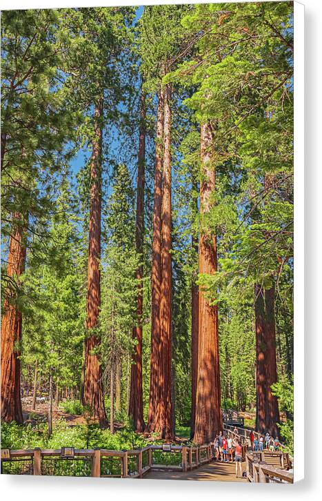 Wonderful and Magical Time at Mariposa Grove Giant Sequoias - Canvas Print