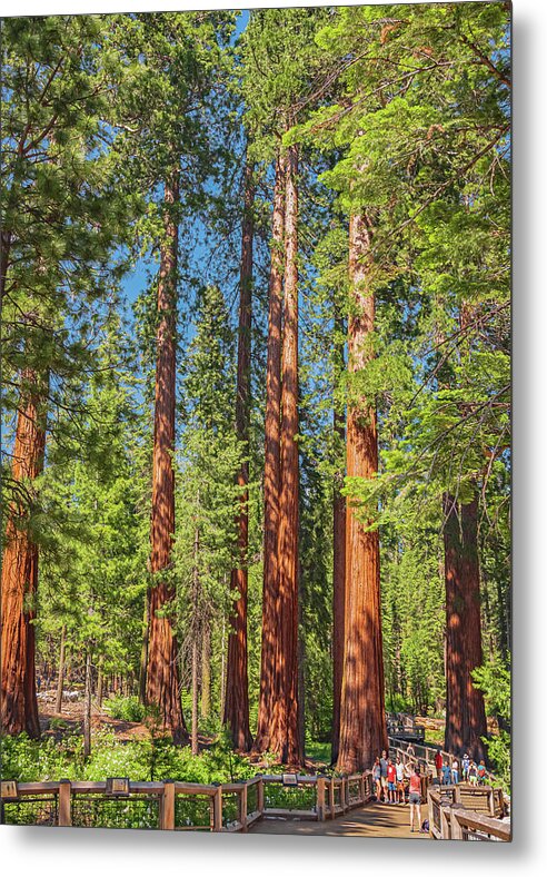 Wonderful and Magical Time at Mariposa Grove Giant Sequoias - Metal Print