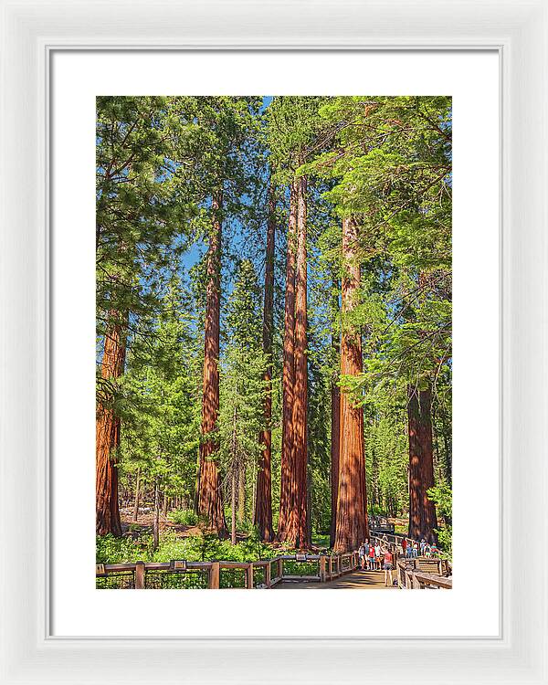 Wonderful and Magical Time at Mariposa Grove Giant Sequoias - Framed Print