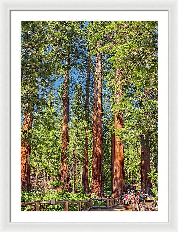 Wonderful and Magical Time at Mariposa Grove Giant Sequoias - Framed Print