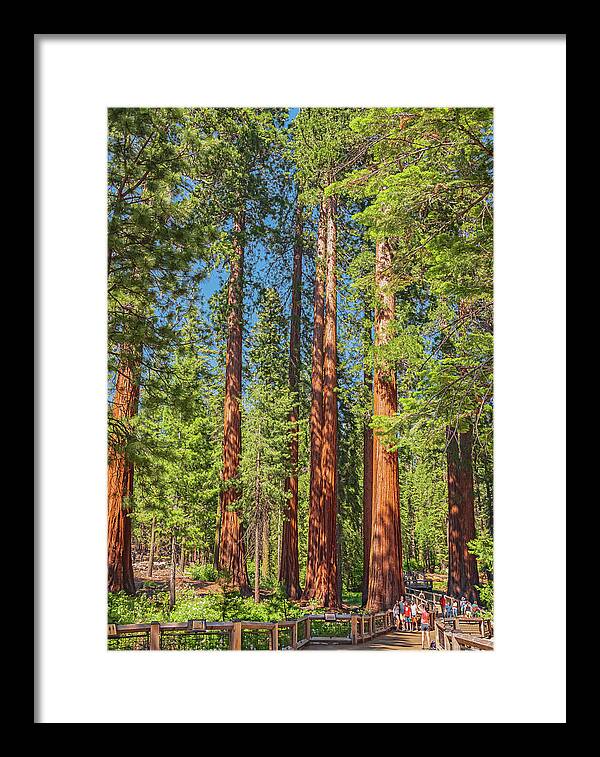 Wonderful and Magical Time at Mariposa Grove Giant Sequoias - Framed Print