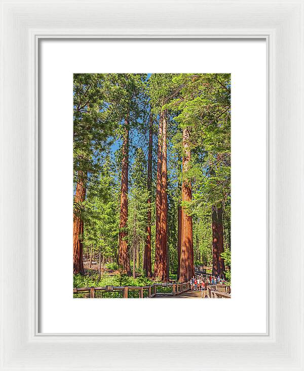 Wonderful and Magical Time at Mariposa Grove Giant Sequoias - Framed Print