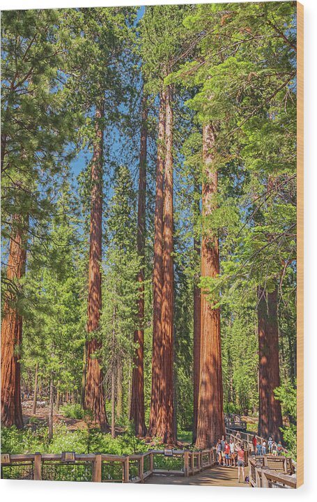 Wonderful and Magical Time at Mariposa Grove Giant Sequoias - Wood Print