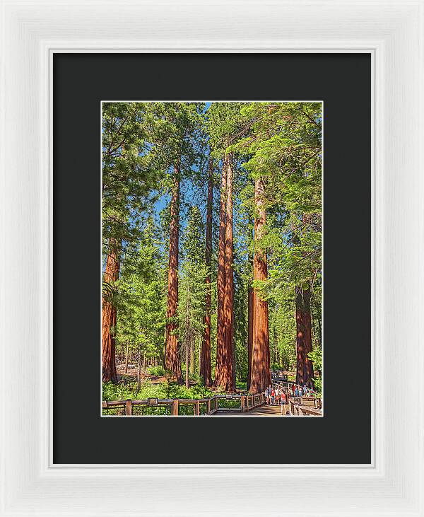 Wonderful and Magical Time at Mariposa Grove Giant Sequoias - Framed Print