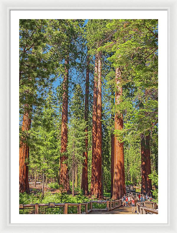 Wonderful and Magical Time at Mariposa Grove Giant Sequoias - Framed Print