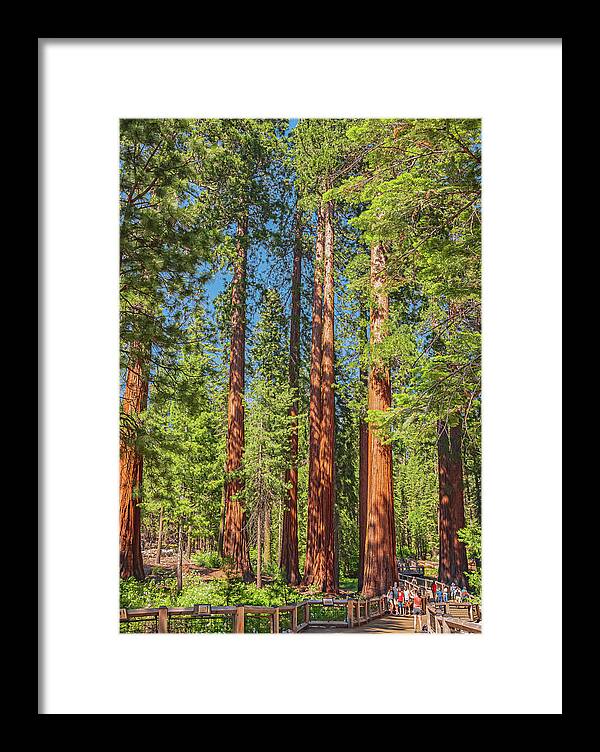 Wonderful and Magical Time at Mariposa Grove Giant Sequoias - Framed Print