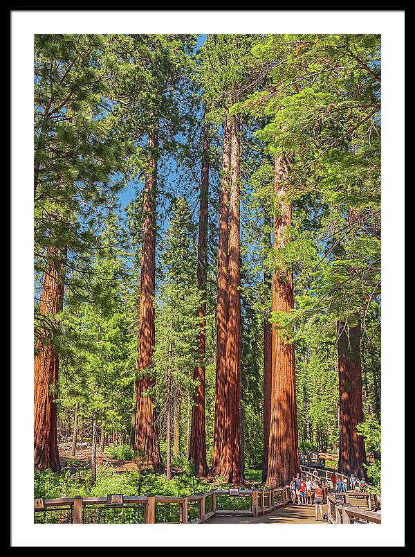 Wonderful and Magical Time at Mariposa Grove Giant Sequoias - Framed Print