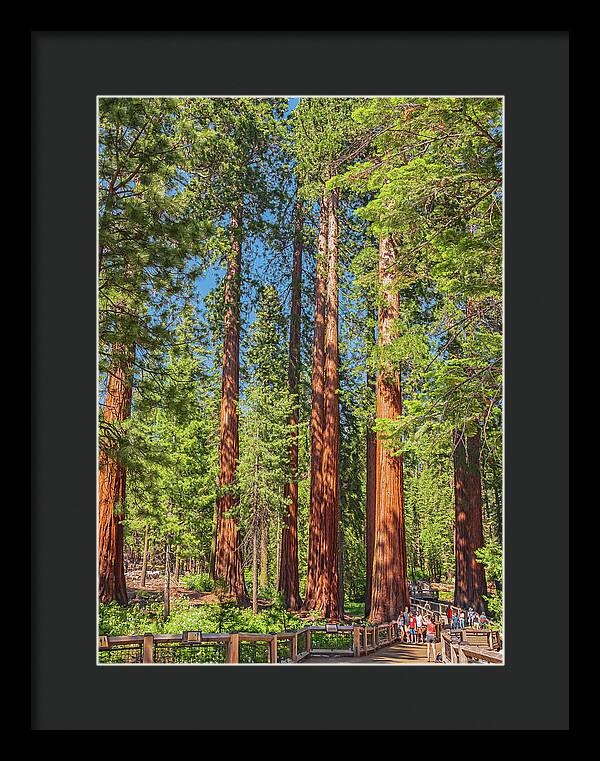 Wonderful and Magical Time at Mariposa Grove Giant Sequoias - Framed Print
