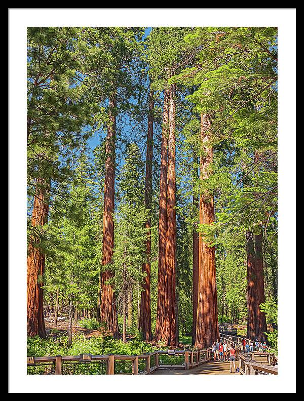 Wonderful and Magical Time at Mariposa Grove Giant Sequoias - Framed Print