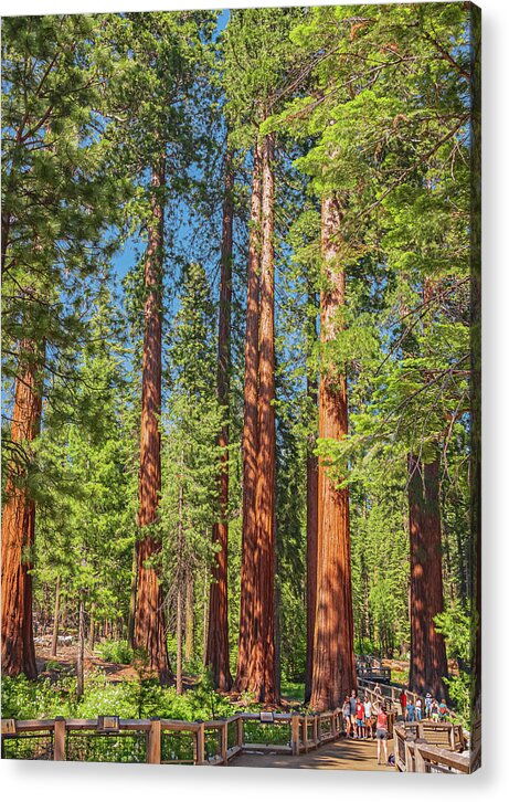 Wonderful and Magical Time at Mariposa Grove Giant Sequoias - Acrylic Print