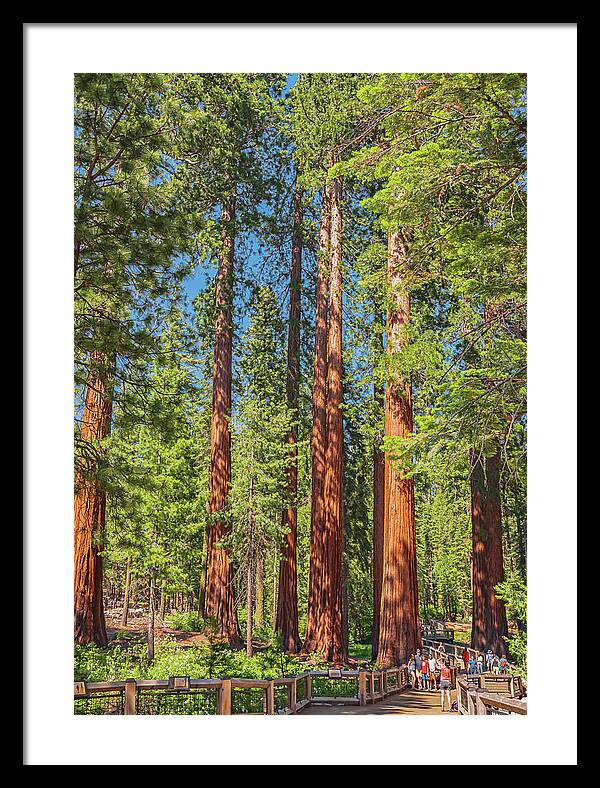 Wonderful and Magical Time at Mariposa Grove Giant Sequoias - Framed Print