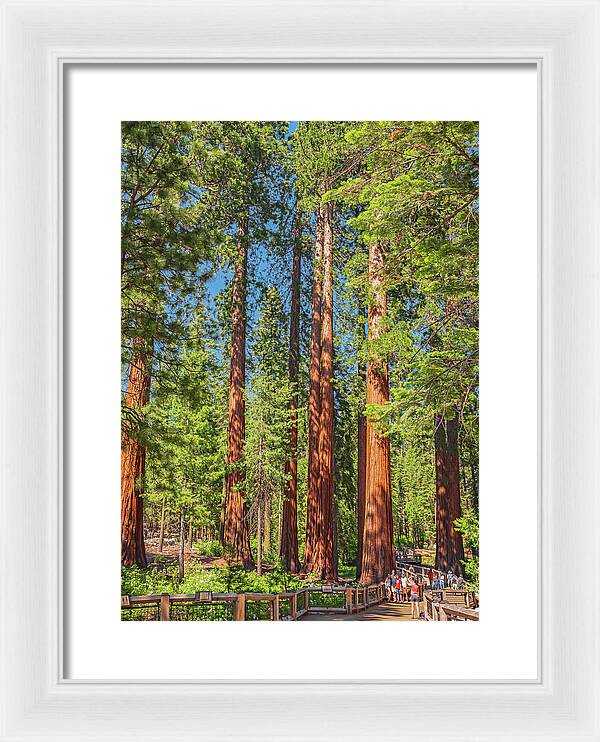 Wonderful and Magical Time at Mariposa Grove Giant Sequoias - Framed Print