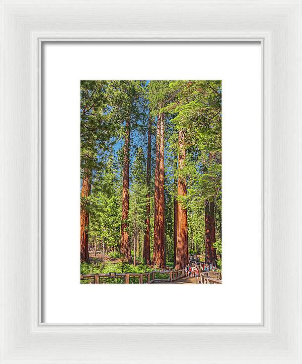 Wonderful and Magical Time at Mariposa Grove Giant Sequoias - Framed Print