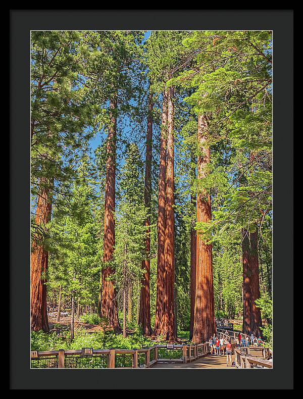 Wonderful and Magical Time at Mariposa Grove Giant Sequoias - Framed Print