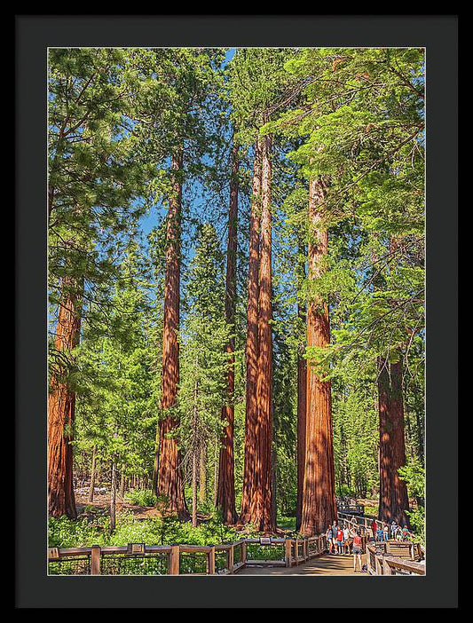 Wonderful and Magical Time at Mariposa Grove Giant Sequoias - Framed Print