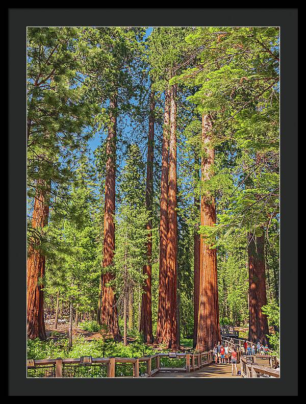 Wonderful and Magical Time at Mariposa Grove Giant Sequoias - Framed Print