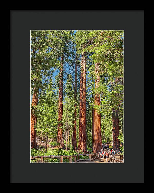 Wonderful and Magical Time at Mariposa Grove Giant Sequoias - Framed Print