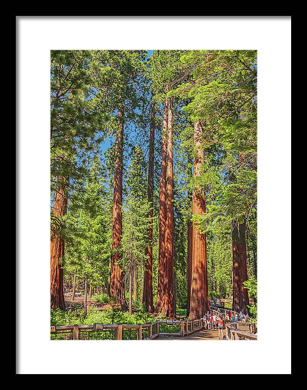 Wonderful and Magical Time at Mariposa Grove Giant Sequoias - Framed Print