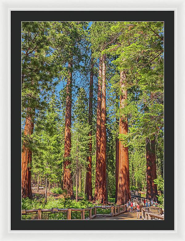 Wonderful and Magical Time at Mariposa Grove Giant Sequoias - Framed Print