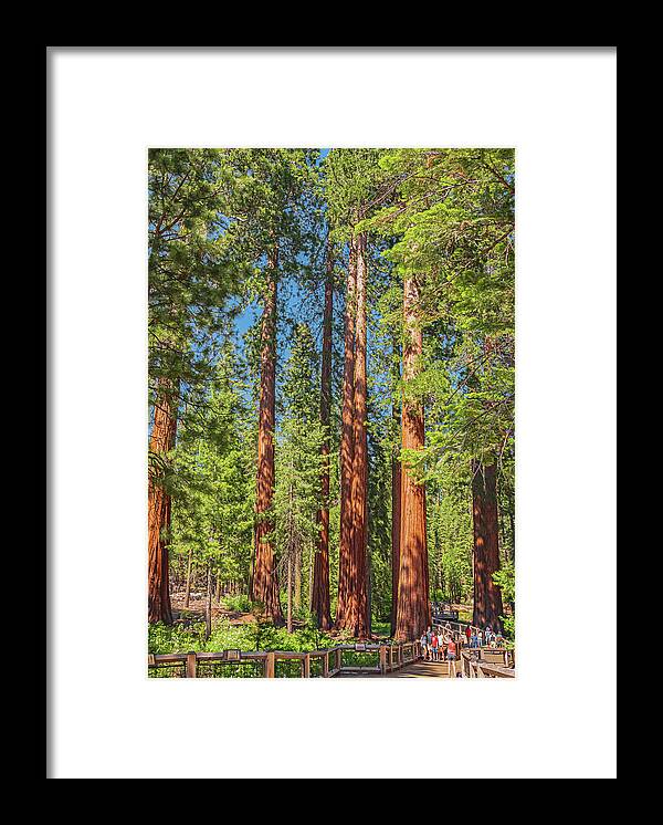 Wonderful and Magical Time at Mariposa Grove Giant Sequoias - Framed Print