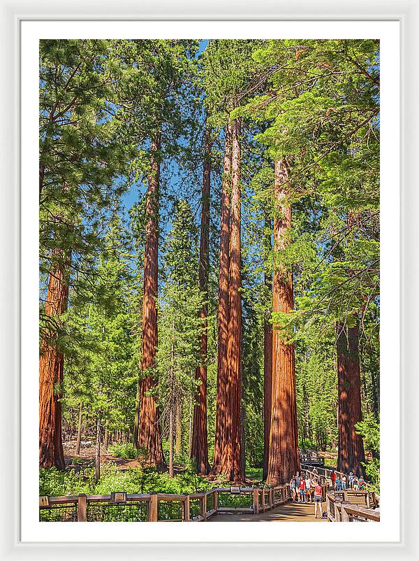 Wonderful and Magical Time at Mariposa Grove Giant Sequoias - Framed Print