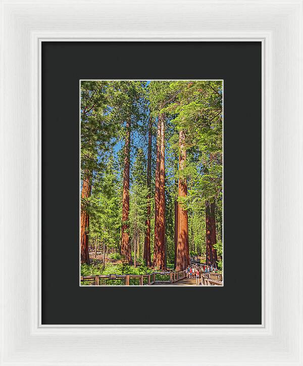 Wonderful and Magical Time at Mariposa Grove Giant Sequoias - Framed Print