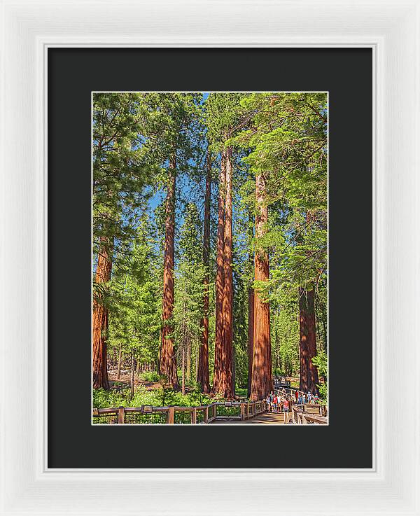 Wonderful and Magical Time at Mariposa Grove Giant Sequoias - Framed Print