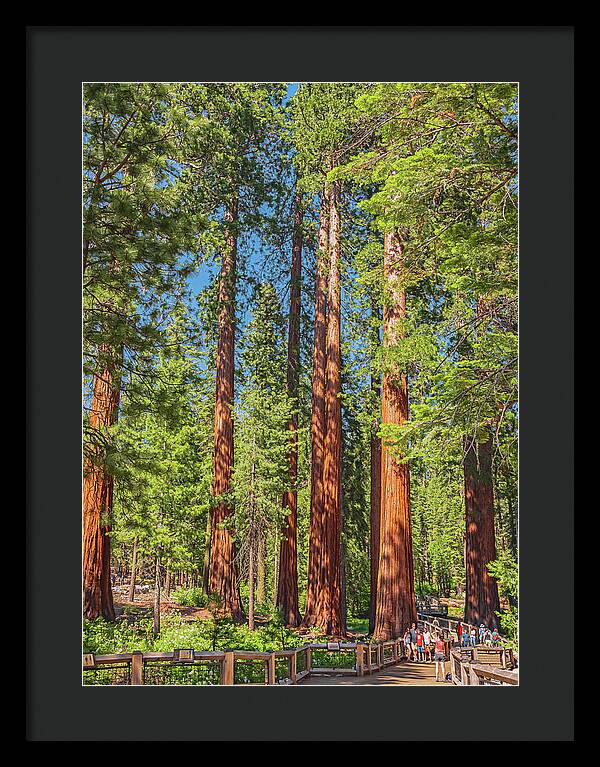 Wonderful and Magical Time at Mariposa Grove Giant Sequoias - Framed Print