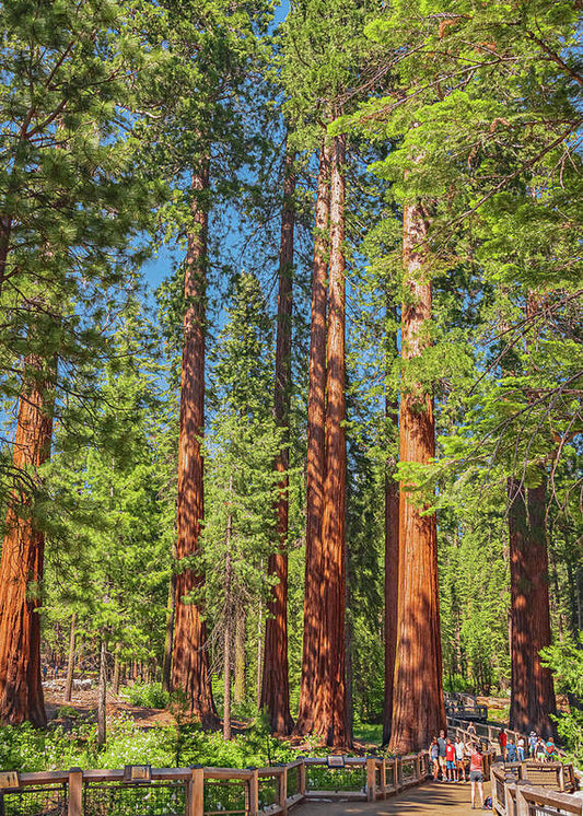 Wonderful and Magical Time at Mariposa Grove Giant Sequoias - Art Print