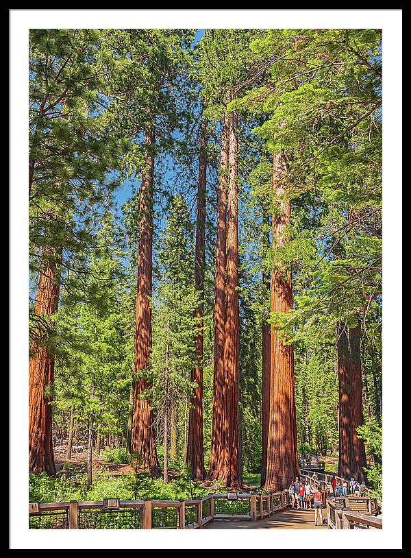 Wonderful and Magical Time at Mariposa Grove Giant Sequoias - Framed Print